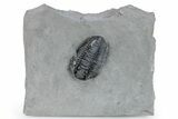 Calymene Niagarensis Trilobite Fossil - New York #269931-1